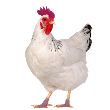 Galinha