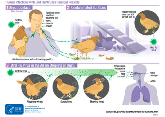 Infográfico ilustrando as formas de transmissão da influenza aviária para humanos